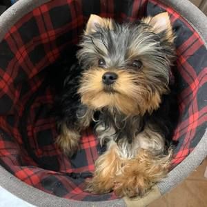 Meet your Posher, Dana